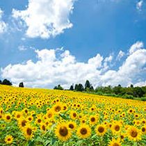 新潟の花
